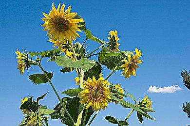 美服任天堂Switch会员限时免费游玩《我们之中》 7折优惠同步开启