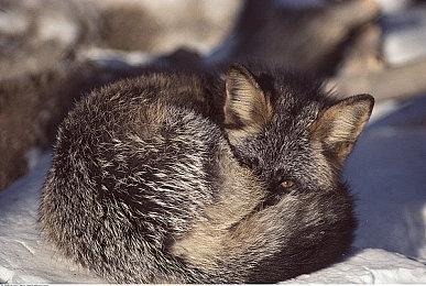 索尼满意《死亡回归》表现 将其成为“轰动大作”